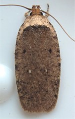 Agonopterix nigrinotella