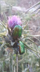 Protaetia cuprea ignicollis