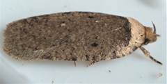 Agonopterix nigrinotella