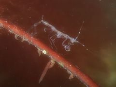 Phtisica marina