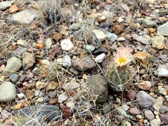 Echinomastus warnockii