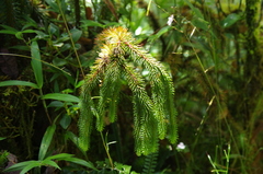 Phlegmariurus rubricus