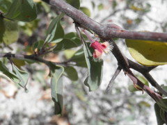 Ximenia pubescens