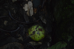 Klainedoxa gabonensis