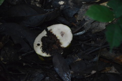 Klainedoxa gabonensis