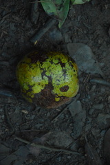 Klainedoxa gabonensis