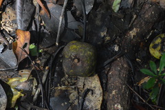 Klainedoxa gabonensis