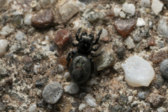 Chalcoscirtus infimus