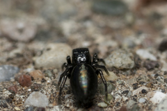 Chalcoscirtus infimus