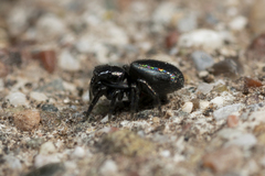 Chalcoscirtus infimus