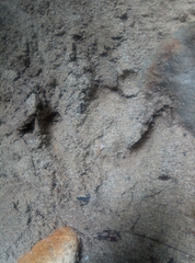 Tapirus terrestris