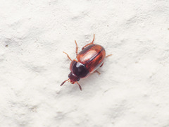 Leiodidae