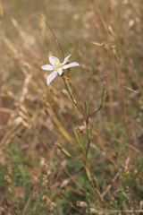 Moraea viscaria
