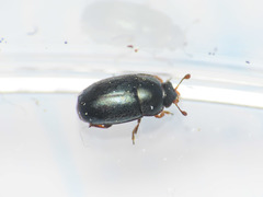 Brassicogethes viridescens