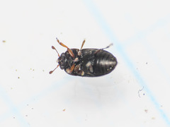 Brassicogethes viridescens