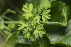Fumaria macrocarpa