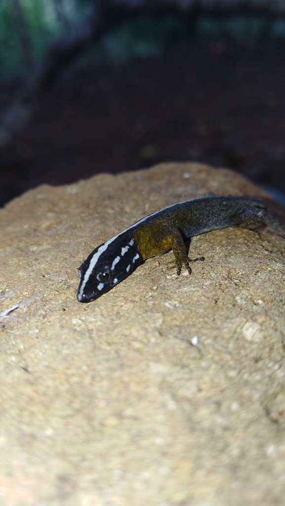 Cajamarca Gecko