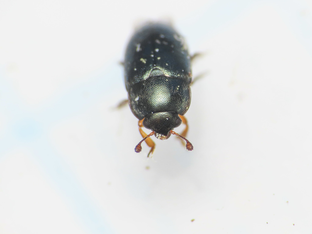 Pollen beetle