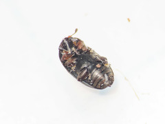 Brassicogethes viridescens