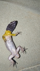 Gonatodes atricucullaris