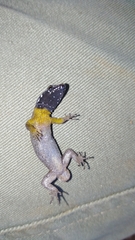 Gonatodes atricucullaris