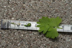 Fumaria macrocarpa