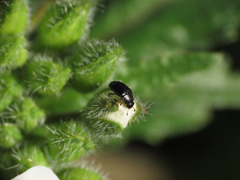 Brassicogethes viridescens