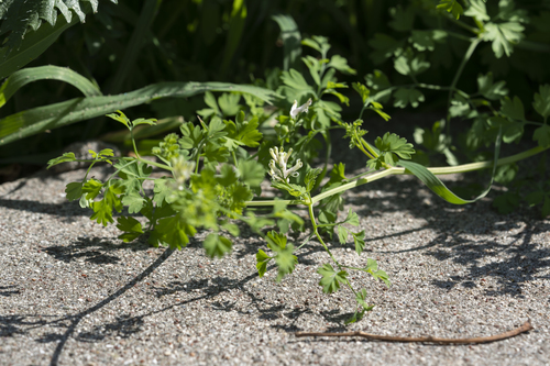 Image of Fumaria macrocarpa by (c) Eleftherios Katsillis, some rights reserved (CC BY)