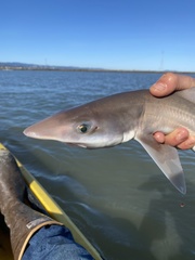 Mustelus henlei