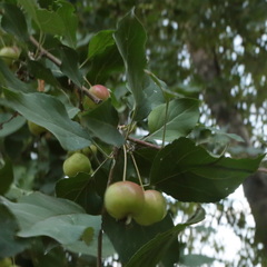 Malus × robusta