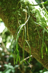 Phlegmariurus curiosus