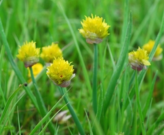 Allium atrosanguineum fedtschenkoanum
