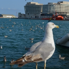 Larus michahellis