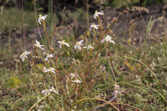 Moraea viscaria