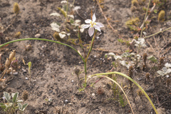 Moraea viscaria
