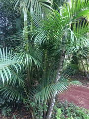 Chamaedorea radicalis