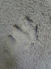 Tapirus terrestris