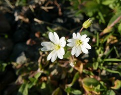 Cerastium ligusticum
