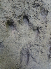 Tapirus terrestris