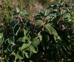 Cistus creticus eriocephalus