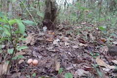 Nyctidromus albicollis