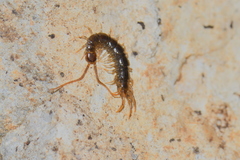 Lithobius calcaratus