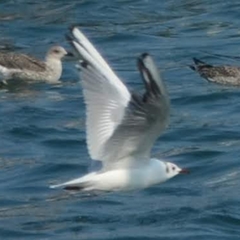 Chroicocephalus ridibundus