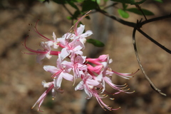 Rhododendron flammeum