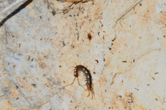 Lithobius calcaratus