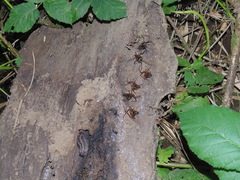 Sadocus polyacanthus