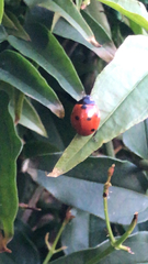 Coccinella septempunctata