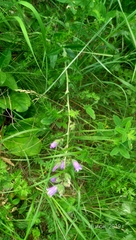 Campanula komarovii