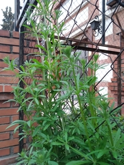Galium aparine