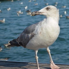 Larus michahellis